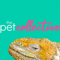 The Pet Collective Net Worth 2024, Height, Wiki, Age