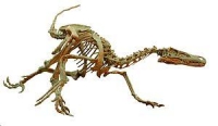 Velociraptor Wiki, Facts