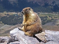 Marmot Wiki, Facts