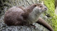 Otter Wiki, Facts