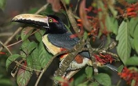 Toucan Wiki, Facts