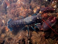 Lobster Wiki, Facts