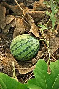Watermelon Wiki, Facts