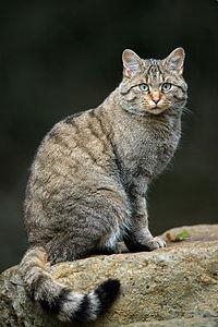 Wildcat Wiki, Facts