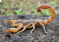 Scorpion Wiki, Facts