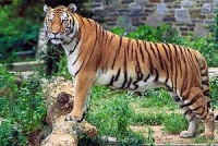 Tiger Wiki, Facts