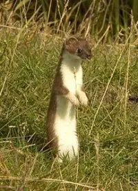 Stoat Wiki, Facts