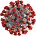 Coronavirus wiki